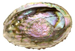 Roze Abalone Schelp 12-15cm