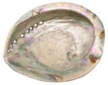 Natuurlijke Abalone Schelp XL 15-16cm