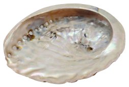 Natuurlijke Abaloneschelp 12-15cm