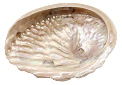 Natuurlijke Abaloneschelp 10-12cm